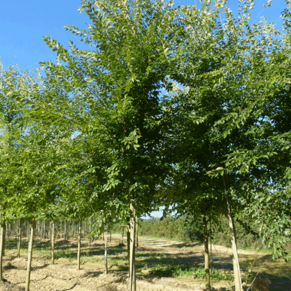 ULMUS 'Sapporo Autumn Gold' – Image 5