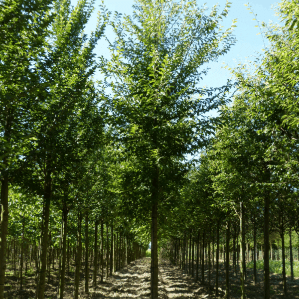 ULMUS 'Sapporo Autumn Gold' – Image 4