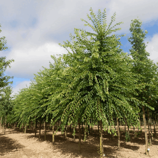 ULMUS 'Sapporo Autumn Gold' – Image 10