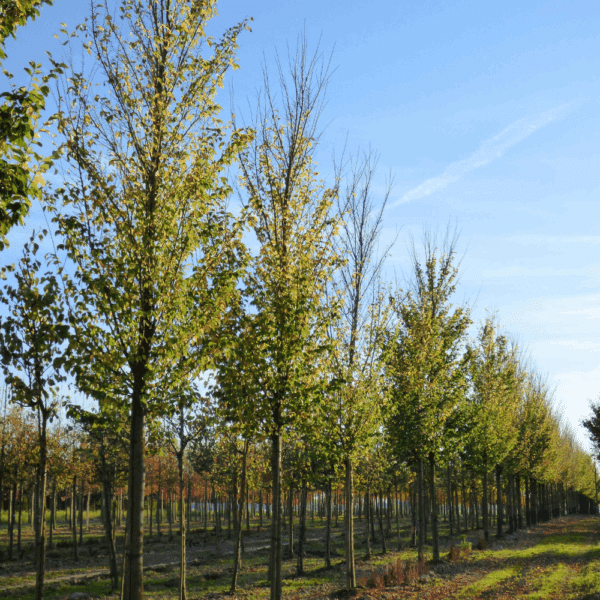 ULMUS 'Lobel' – Image 2