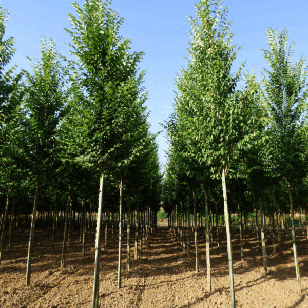 ULMUS 'Lobel' – Image 7