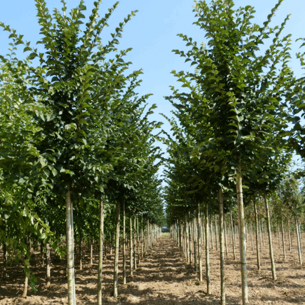 ULMUS 'Lobel' – Image 6