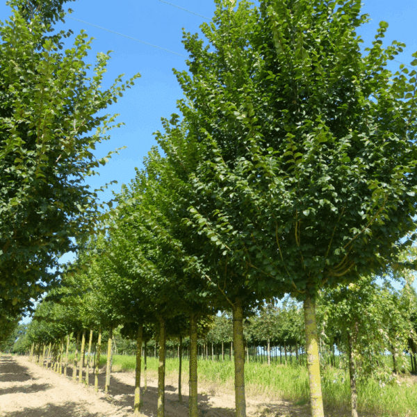 ULMUS 'Lobel' – Image 5