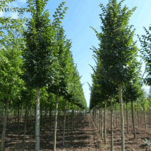 ULMUS 'Lobel'