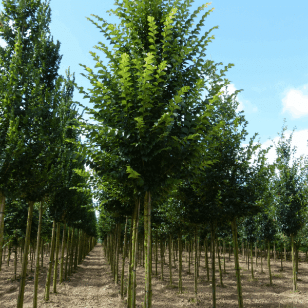 ULMUS 'Lobel' – Image 4