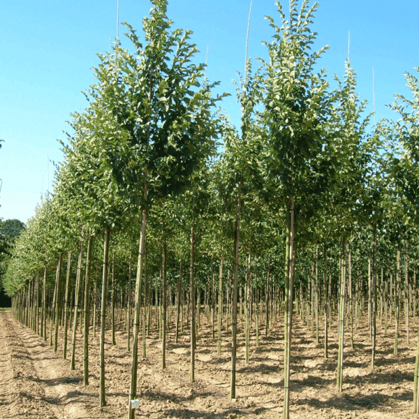 ULMUS 'Lobel' – Image 3