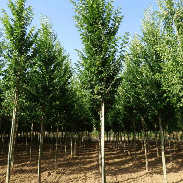 ULMUS 'Lobel' – Image 9