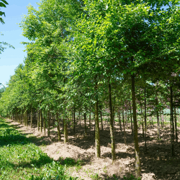 ULMUS minor – Image 3