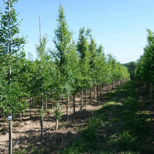 ULMUS minor – Image 4