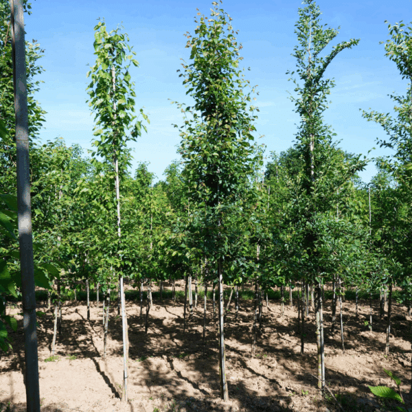 ULMUS minor – Image 5