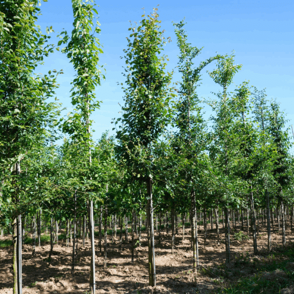 ULMUS minor – Image 2