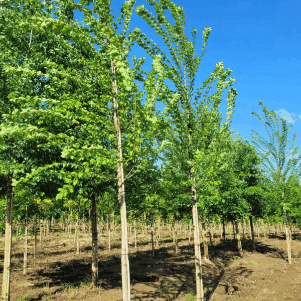 ULMUS minor VADA® 'Wanoux' – Image 3