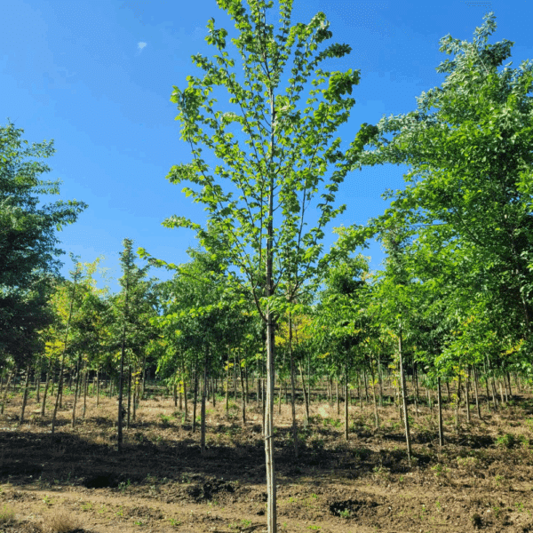 ULMUS minor VADA® 'Wanoux' – Image 4
