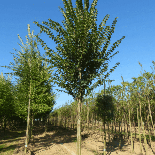 ULMUS minor VADA® 'Wanoux' – Image 2