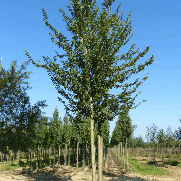 ULMUS minor VADA® 'Wanoux' – Image 7