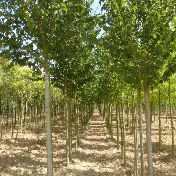 ULMUS minor VADA® 'Wanoux' – Image 6