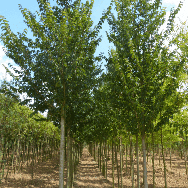 ULMUS minor VADA® 'Wanoux' – Image 5