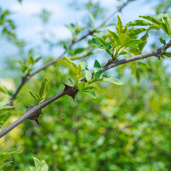 ZANTHOXYLUM americanum