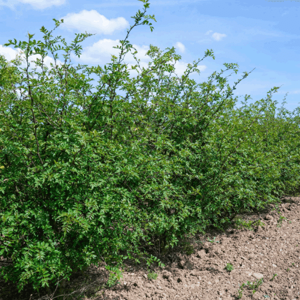 ZANTHOXYLUM americanum – Image 2
