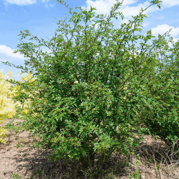 ZANTHOXYLUM americanum – Image 3