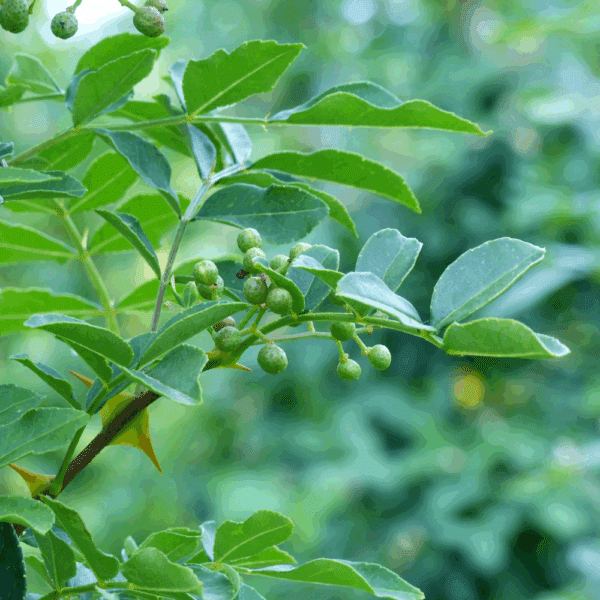 ZANTHOXYLUM simulans