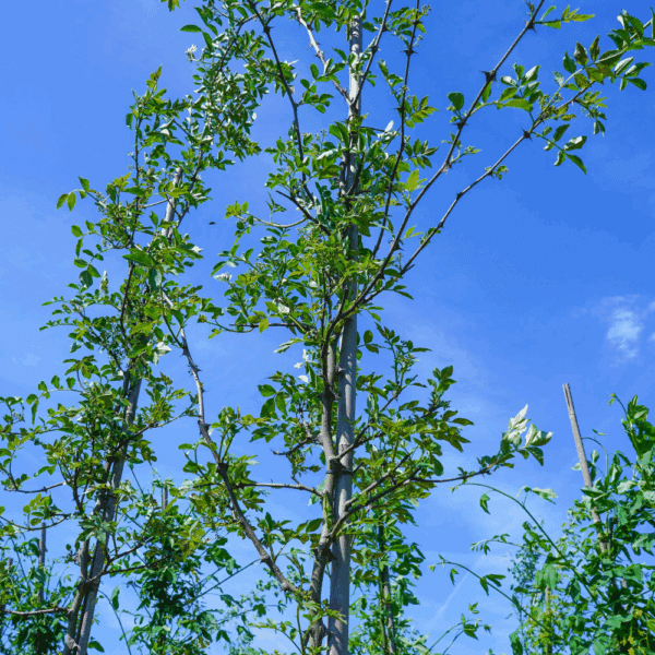 ZANTHOXYLUM simulans – Image 2