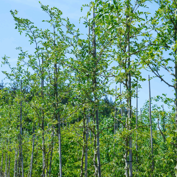 ZANTHOXYLUM simulans – Image 4