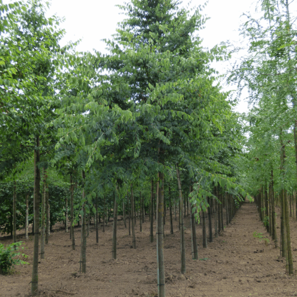 ZELKOVA carpinifolia – Image 6