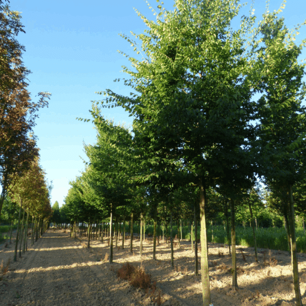 ZELKOVA carpinifolia – Image 2