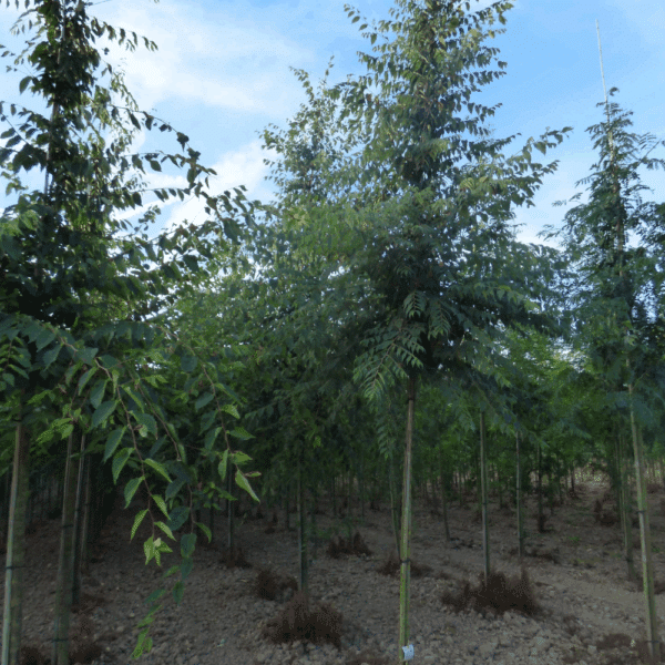 ZELKOVA carpinifolia – Image 5