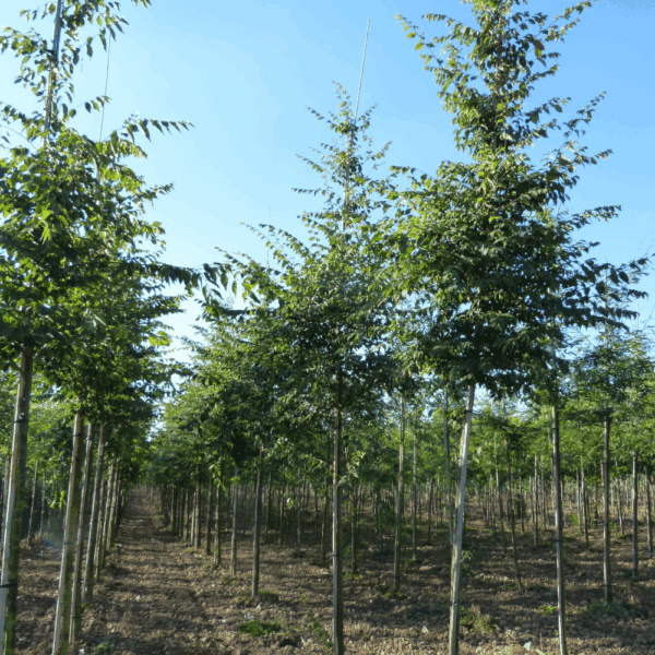 ZELKOVA carpinifolia – Image 3