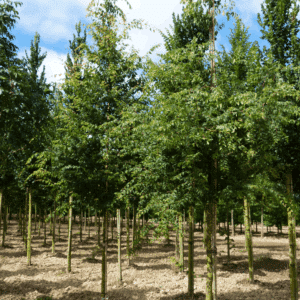 ZELKOVA carpinifolia