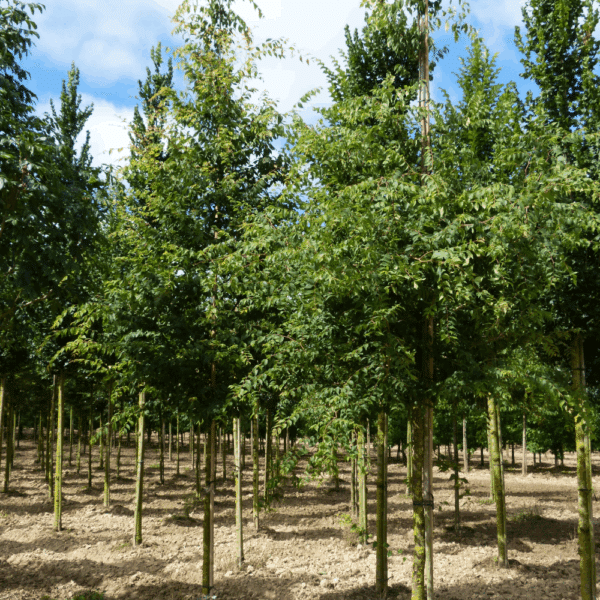 ZELKOVA carpinifolia