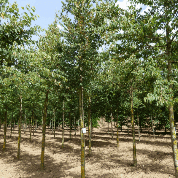 ZELKOVA carpinifolia – Image 4