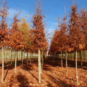 ZELKOVA serrata