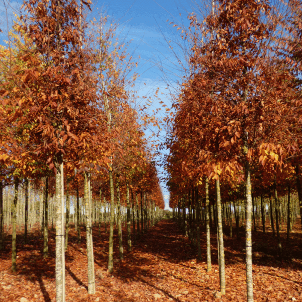 ZELKOVA serrata – Image 3