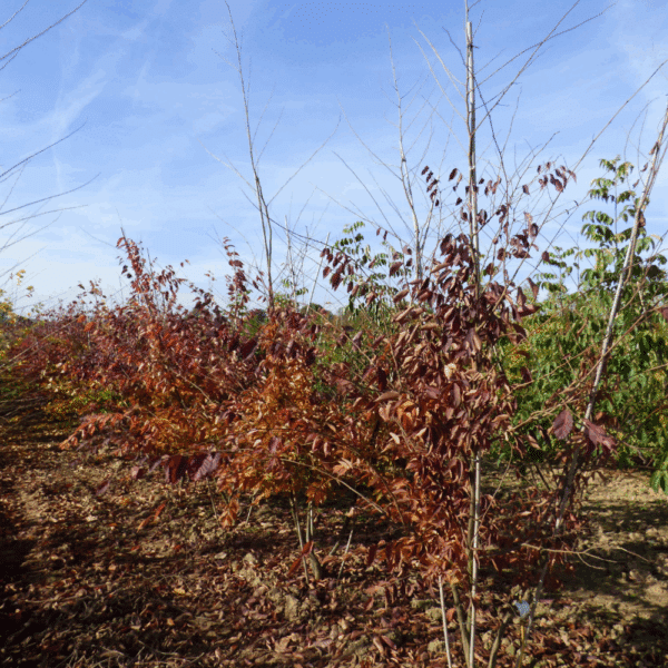 ZELKOVA serrata – Image 4