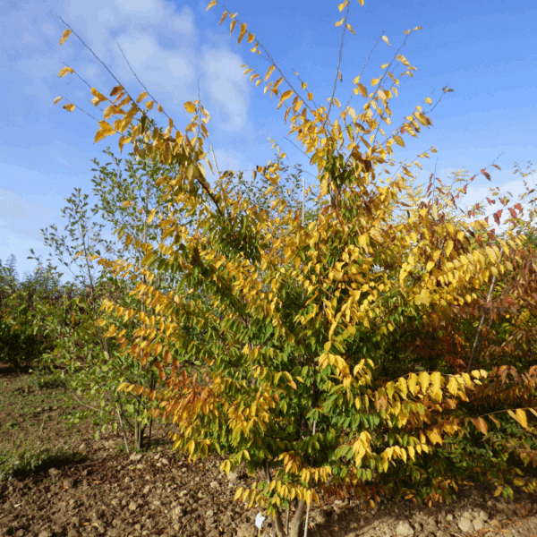 ZELKOVA serrata – Image 2