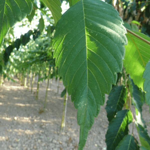 ZELKOVA serrata – Image 6