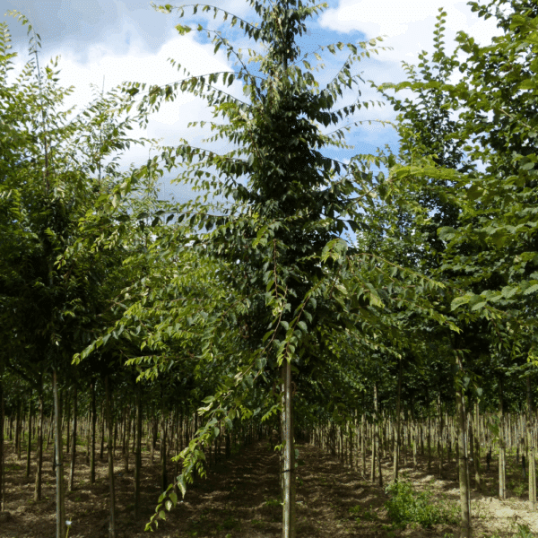 ZELKOVA serrata – Image 7