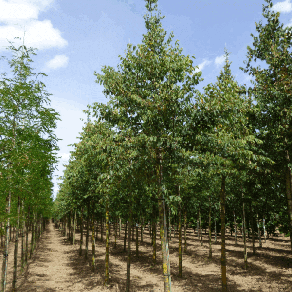 ZELKOVA serrata – Image 5