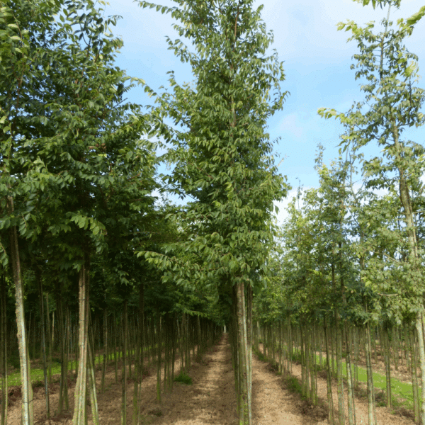 ZELKOVA serrata – Image 9