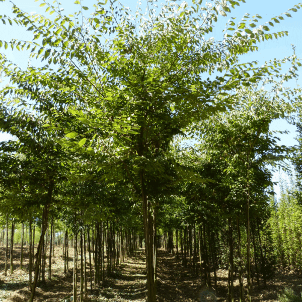 ZELKOVA serrata – Image 8