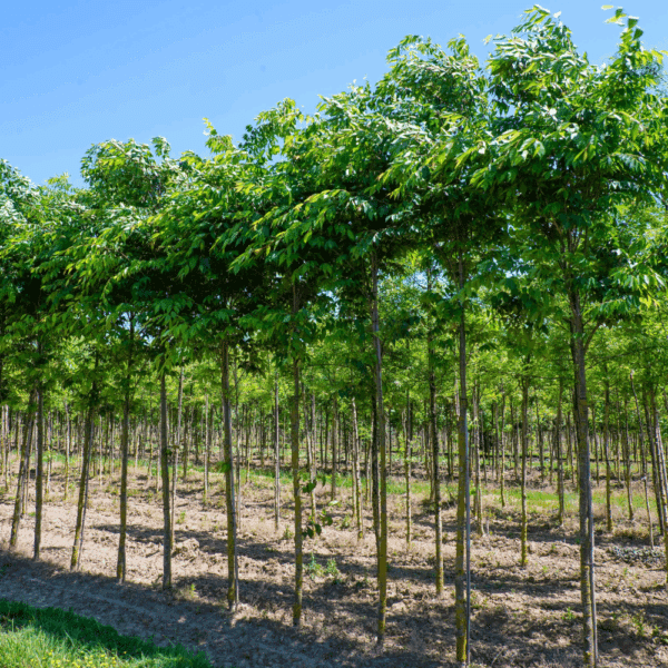 ZELKOVA serrata 'Fastigiata' – Image 5