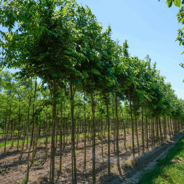 ZELKOVA serrata 'Fastigiata' – Image 3