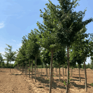 ZELKOVA serrata 'Fastigiata'