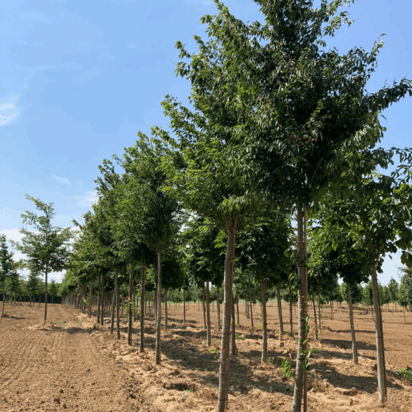 ZELKOVA serrata 'Fastigiata'