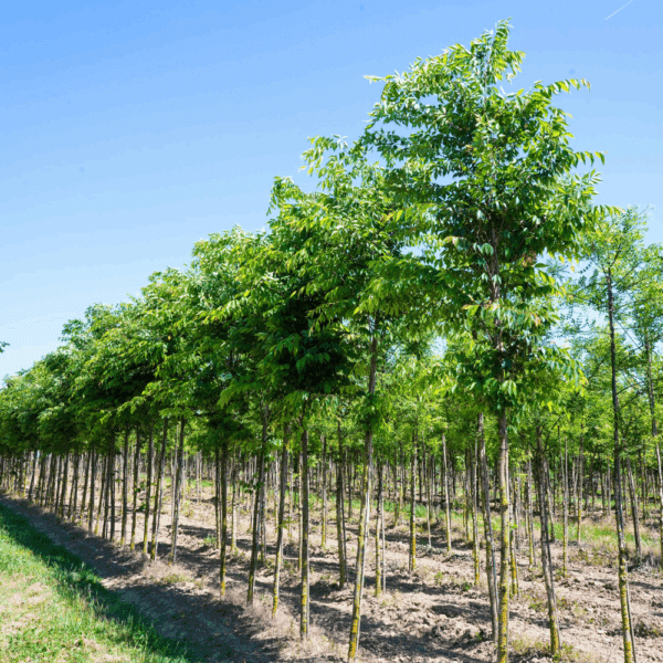 ZELKOVA serrata 'Fastigiata' – Image 2