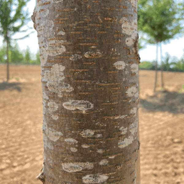 ZELKOVA serrata 'Fastigiata' – Image 4