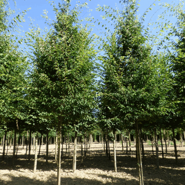 ZELKOVA serrata GREEN VASE® 'Flekova' – Image 2